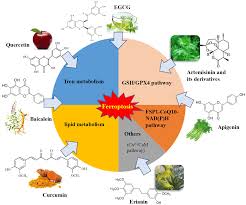 Image result for Ptycholobium contortum