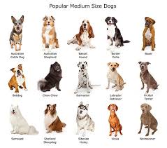 Medium Sized Dog Breeds Chart Goldenacresdogs Com