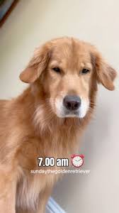 Whispering Willows is...