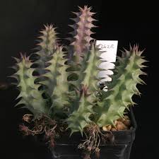 Image result for Huernia kirkii