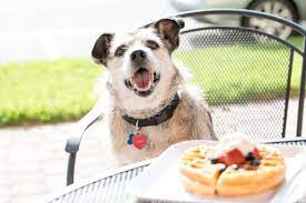 Can Dogs Eat Waffles