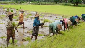 Agriculture, value added (current us$), including forestry, hunting, and fishing, as well as cultivation of crops and livestock production. Is Working Legally A Win Win For Refugees In Malaysia Policy Forum