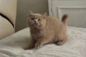 The most common short hair kitten material is ceramic. Where To Find British Shorthair Cats For Rehoming My British Shorthair