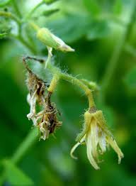 Each flower has male and female parts, the stamens and pistil. Blossoms Keep Falling Off The Tomato Plants Pennlive Com