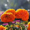 Bulk buy marigold flowers online from chinese suppliers on dhgate.com. 1