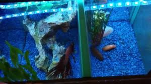 Betta Jumped Out Of Tank Youtube