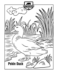 Full daisy duck coloring paaage three disney valentine colouring pages. Pekin Duck Coloring Page C S W D