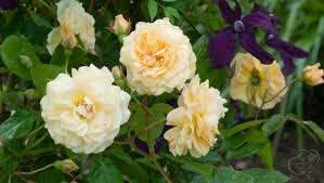 Бафф Бьюти - Buff Beauty (Shrub Standard Rose) - описание, характеристики, фото и отзывы