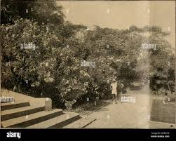 Image result for Acalypha sonderiana