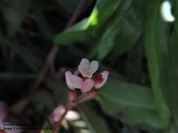 Image result for Persicaria strigosa