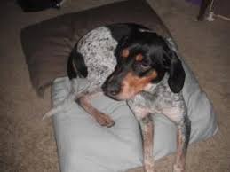Black And Tan Coonhound Rescue Ohio Adopt Leah Love On Bluetick Coonhound Coonhound Heartworm