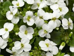 Image result for Arabis