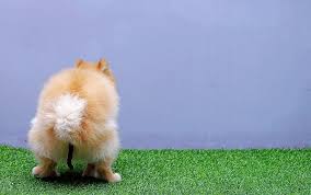 How to get rid of carpet stains, stain removal. How To Get Dog Poop Out Of Carpet
