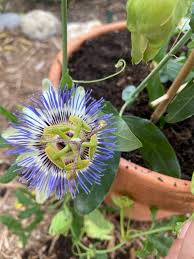 Image result for Indigofera roseo-caerulea