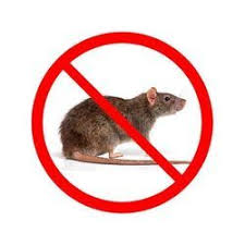 Pest control for rodents & roof rats. Rodents Stop Offers The Best Rodent Control Santa Monica