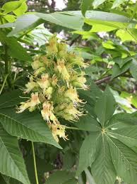 Ohio buckeye, horse chestnut 'autumn splendor'. Street Trees Part 2 Aesculus Buckeye Bygl