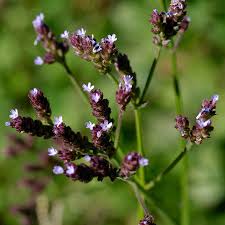 Image result for Verbena litoralis