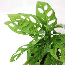 Check spelling or type a new query. Monstera Obliqua Has An Unmistakably Bizarre Leaf Form Natural Holes Appear Almost Immediately The Leaves Are On Avera Swiss Cheese Plant Cheese Plant Plants