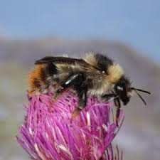 Image result for Bombus veteranus