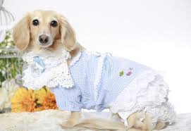 エレdog 夏のプリンス プリンセス フォトコンテスト結果発表 プリンス プリンセス プリンセス 夏