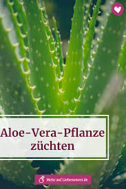 Die aloe vera ist eine immergrüne staude, die in den subtropen beheimatet ist und bereits seit jahrtausenden als heilpflanze kultiviert wird. Aloe Vera Pflanze Ernten Und Zuchten Mit Der Richtigen Pflege Aloe Vera Pflanze Aloe Vera Pflanze Pflege Aloe Vera