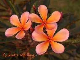 Dwarf Plumerias Plumeria Flowers Plumeria Tropical Flowers