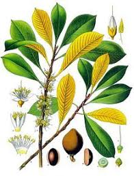 Gutta Percha Gutta Percha Plant Illustration Gutta