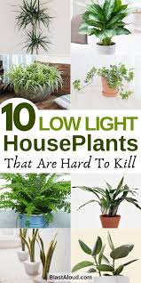 Low Light Houseplants You Won T Be Able To Kill 10 Low Light Houseplants That Are Low Maintenance And Hard To Kill These Low Light Indoor Plants Include Air Pu In 2020