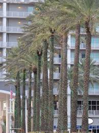 Movie theaters orange beach & gulf shores area. Palm Trees During The Day Picture Of The Wharf Orange Beach Tripadvisor