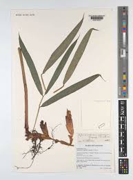 Image result for Faurea wentzeliana