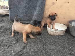 The black mouth cur is a great hunting dog whose quarry includes boar, bear, deer, squirrel and coon. Northern California Black Mouth Curs Northern California Black Mouth Curs