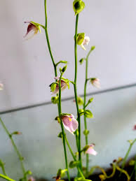 Image result for Utricularia benjaminiana