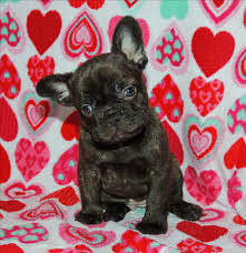Excellent blue akc registered male and female french bulldog puppies for sale, they are very healthy and will come with all papers.for more info. French Bulldog Puppies For Sale In Houston Texas French Bulldog Puppies Bulldog Puppies Cute French Bulldog