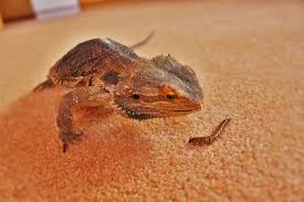 Can Bearded Dragons Eat Mealworms What You Need To Know Pet Keen