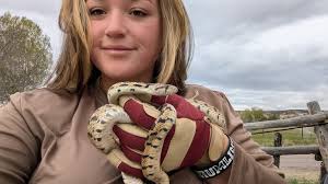 Spotted a lovely large Sonoran gopher snake in our yard today. Happy to see  them as we have a large pocket gopher/ground squirrel/pack rat population  in our area. The Gila Monster visited