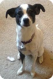 Black And White Italian Greyhound Mix Pictures Of Bindee A Rat Terrier Italian Greyhound Mix For Adoption In Seattle Wa Who Needs A Loving Home Kitten Adoption Dog Adoption Rat Terriers