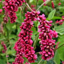 Check spelling or type a new query. Pin On Garden Flowers