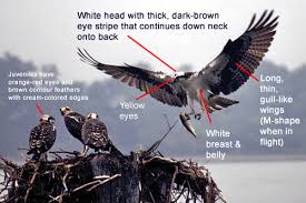 Nova Scotia Bird With Red On Back Of Head Osprey Google Search Colored Edges Dark Brown Eyes Osprey