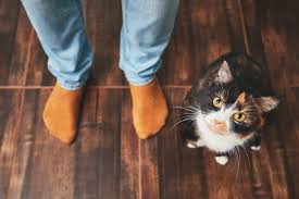 What to do when a dog is choking. What To Do If Your Dog Or Cat Is Choking Somerset County Emergency Vet