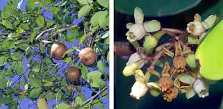 Image result for Xylocarpus