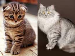 Kucing yang satu ini memiliki bulu pendek, bertekstur lembut serta keriting. Ini Dia 6 Baka Kucing Paling Comel Mana Satu Pilihan Korang Remaja