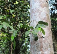 Image result for Glenniea