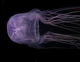 Phylum Cnidaria Class Cubozoa Chironex Fleckeri Sea Wasp Poisonous Animals Cnidaria Animals