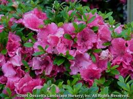 Azalea Gumpo Google Search Landscape Nursery Azaleas Plants
