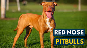 The red nose pitbull is popular not only because of its red coat and nose but also for its gameness and amiable nature. Red Nose Pitbull What To Know Before Buying All Things Dogs All Things Dogs