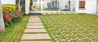 Image result for Basananthe pedata