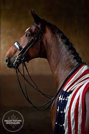 We Re Trying This In The Indoor Someday Horses Animals Horse Love