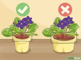 Most are of a manageable size (can be grown on a windowsill or light stand), and many will bloom readily in the home. Simple Ways To Get African Violets To Bloom 9 Steps