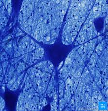 What is the purpose of a neuron? Histology Of Neurons Morphology And Types Of Neurons Kenhub