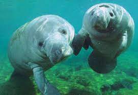 Vincentkhoo819 Sea Cow